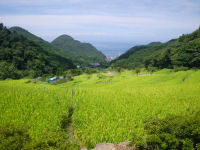 棚田 棚田