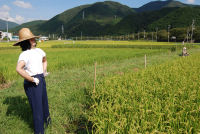 案山子 案山子