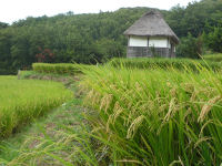 棚田 棚田