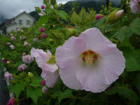 酔芙蓉 酔芙蓉