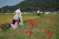 彼岸花 彼岸花