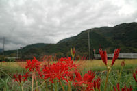 彼岸花 彼岸花