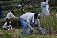 棚田稲刈り