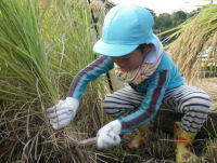 松崎幼稚園稲刈り