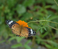 褄黒豹紋蝶（つまぐろひょうもんちょう）