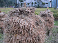 見かけないハザ掛け