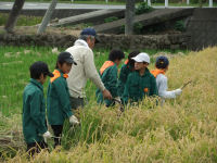 みどりの少年団稲刈り体験
