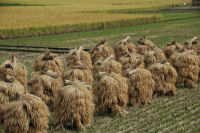 変わったハザ掛け