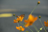 ヒョウモンチョウ