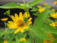 フユシラズにバッタ