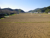 田んぼをつかった花畑 田んぼをつかった花畑