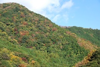 紅葉 紅葉