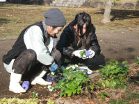 三聖苑花の植え替え