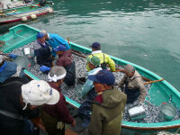 岩地漁港でキビナゴ大漁