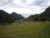 棚田 棚田