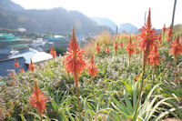 アロエの花 アロエの花