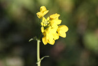 菜の花 菜の花