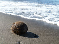 松崎海岸に椰子の実１