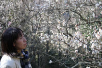 牛原山の梅 牛原山の梅