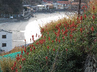 アロエの花 アロエの花