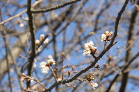 三聖苑の桜