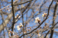 三聖苑の桜 三聖苑の桜