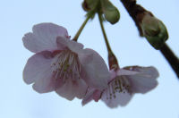 桜 桜