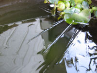 氷 氷