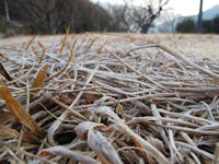 今朝は霜が降りました