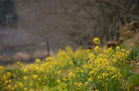 那賀川の菜の花