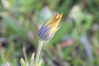 アフリカキンセンカ