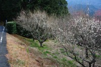牛原山梅園の梅の花