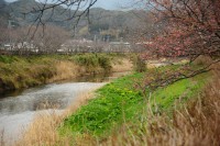 伏倉土手の早咲きの桜
