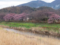早咲きの桜