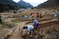 石部棚田のアゼ切