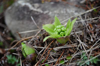 棚田のフキノトウ