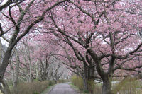 伏倉土手の桜 伏倉土手の桜