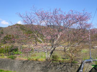 船田橋の桜 船田橋の桜