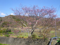 船田橋の桜
