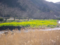 菜の花 菜の花