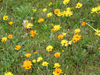 那賀花畑 那賀花畑