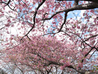 伏倉の桜