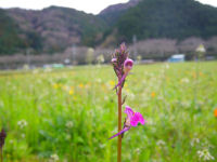 田んぼをつかった花畑 田んぼをつかった花畑