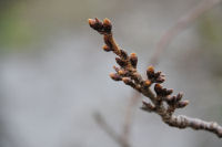 ソメイヨシノ ソメイヨシノ