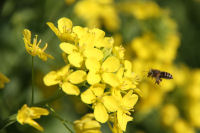菜の花 菜の花