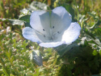 花畑るりからくさ 花畑るりからくさ