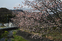 船田橋の早咲きの桜