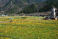 那賀花畑 那賀花畑