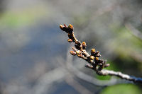 大澤の桜 大澤の桜