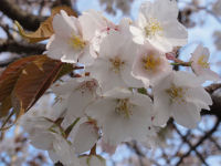 ヤマザクラ ヤマザクラ